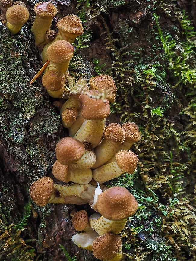 A Group of Pholiota squarrosa... I Think! This photo is not the best. These mushrooms were on the side of a conifer near a trail in a mixed forest. They were on the side that could not be seen from the trail but could only be seen when I walked around the stump through the salal. I was rushed for time with the thought I could return to take a better picture. Returning the next day all I found was a black scar on the stump where these ‘shrooms once were. I now have read that squirrels prefer these mushrooms because of their higher protein content. To humans they are considered poisonous particularly when consumed with alcohol. Armillaria gallica,Canada,Fall,Geotagged,Pholiota squarrosa,Shaggy scalycap