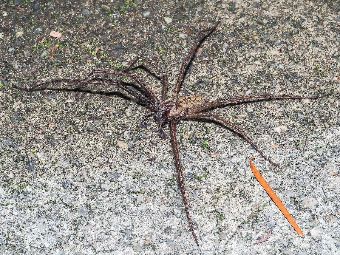 Injured! This spider has suffered an injury since it has lost one of its eight legs. Wonder what the other guy looks like? The photo was taken on the concrete just outside the back door. Giant House Spider? The Douglas Fir needle is 22mm long. The fir needle was easier to measure than the spider. Canada,Eratigena atrica,Fall,Geotagged,Giant house spider