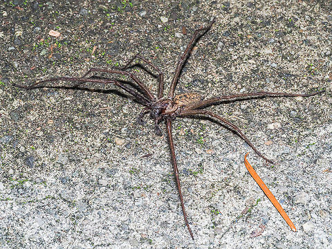 Injured! This spider has suffered an injury since it has lost one of its eight legs. Wonder what the other guy looks like? The photo was taken on the concrete just outside the back door. Giant House Spider? The Douglas Fir needle is 22mm long. The fir needle was easier to measure than the spider. Canada,Eratigena atrica,Fall,Geotagged,Giant house spider