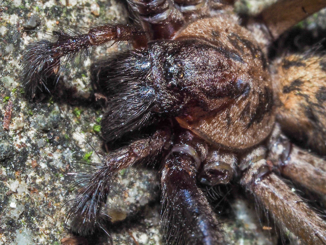 My Eyes Are On You! All eight of them. The &ldquo;stump&rdquo; of the severed leg is easily seen. Canada,Eratigena atrica,Fall,Geotagged,Giant house spider