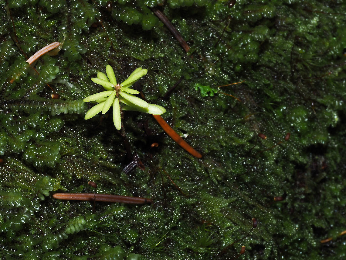 Ever Hopeful! Wish this Western Hemlock seedling luck. It&rsquo;s chances on this dark forest floor are not the best.  Canada,Fall,Geotagged,Tsuga heterophylla,Western hemlock
