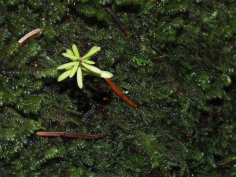 Ever Hopeful! Wish this Western Hemlock seedling luck. It’s chances on this dark forest floor are not the best.  Canada,Fall,Geotagged,Tsuga heterophylla,Western hemlock