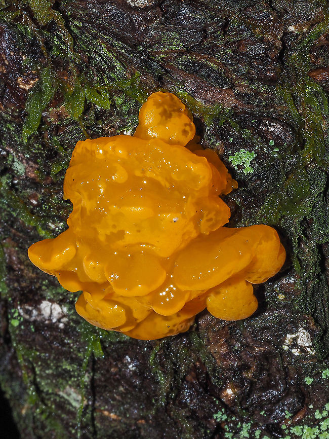 Orange Jelly Fungus Now Dacrymyces chrysospermus, D. palmatus is deprecated, so I found out. This one was on a still standing dead Western Hemlock. Canada,Dacrymyces chrysospermus,Fall,Geotagged