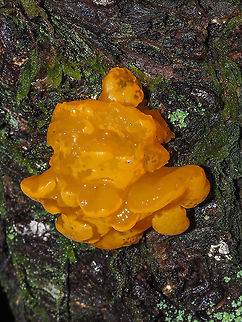 Orange Jelly Fungus Now Dacrymyces chrysospermus, D. palmatus is deprecated, so I found out. This one was on a still standing dead Western Hemlock. Canada,Dacrymyces chrysospermus,Fall,Geotagged