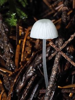 A White Bonnet! There are too many white capped tiny mushrooms for me to make a definitive ID. My guess is that it is a Mycena but which one? It was by itself on a mixed forest floor and the cap is less than a centimetre across. So, M. adscendens, or M. galopus, or M. flavoalba, or maybe it’s Hemimycena delectabilis. Help needed! Canada,Fall,Geotagged