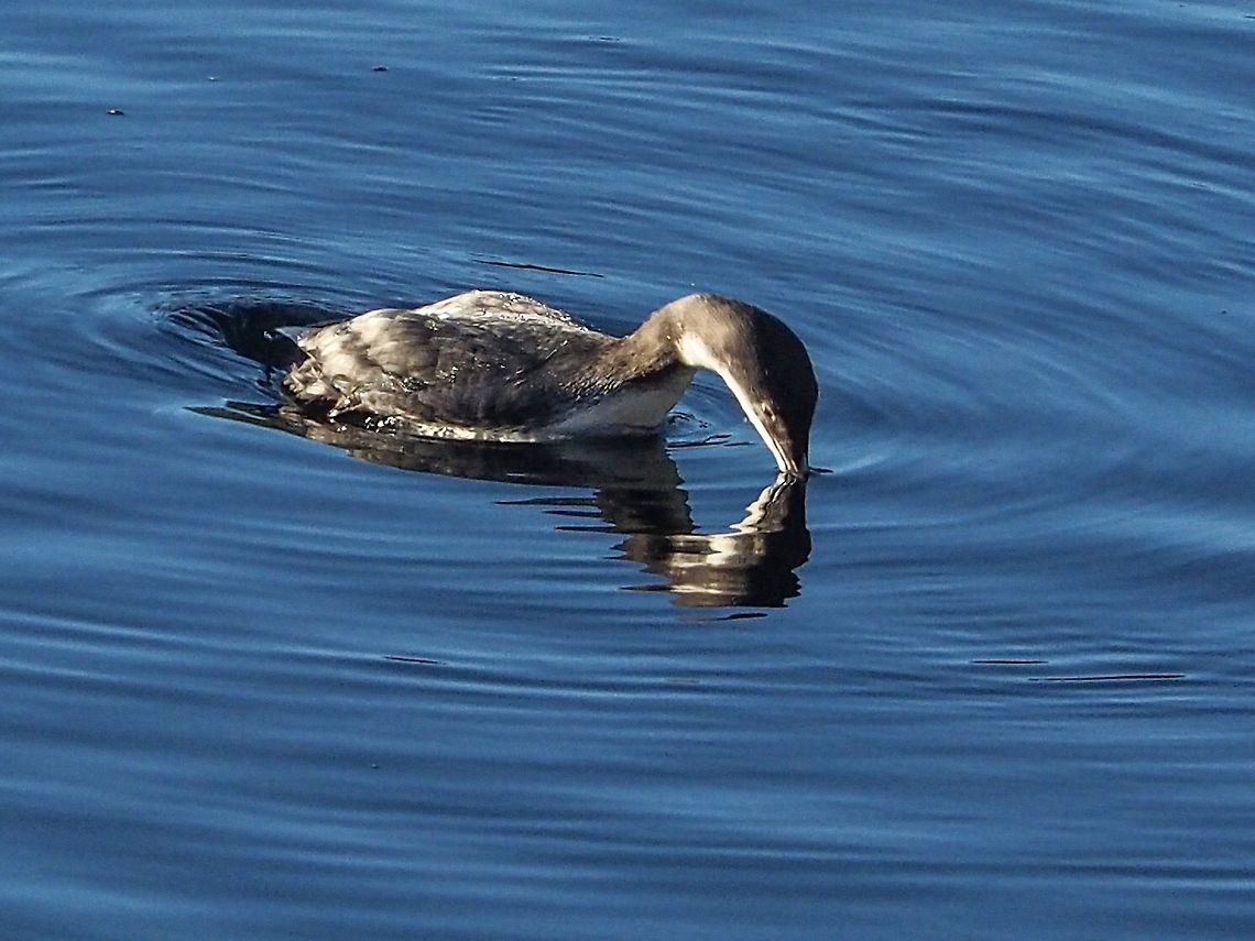 A Diving Loon. A Common Loon in winter plumage. This loon is a year round resident in coastal waters. A closely cropped photo. Canada,Common loon,Fall,Gavia immer,Geotagged