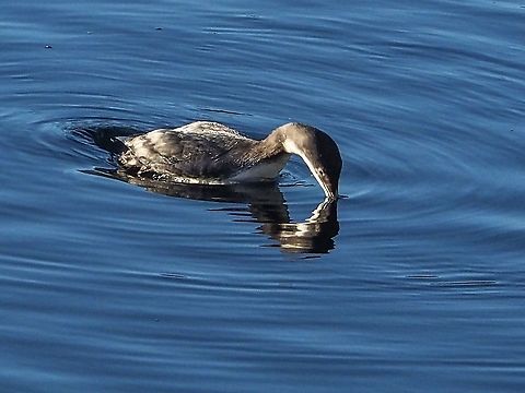 A Diving Loon. A Common Loon in winter plumage. This loon is a year round resident in coastal waters. A closely cropped photo. Canada,Common loon,Fall,Gavia immer,Geotagged