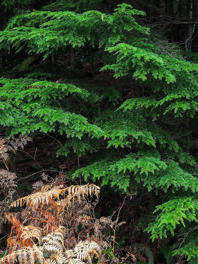 The Western Hemlock... ... with some Autumn bracken fern. The photo shows the smaller needles (in comparison to Douglas Fir, Balsam Fir or Western White Pine) of this evergreen. The hemlock is usually the first evergreen to come back after a fire. Although valued for construction lumber it is not the best for burning in a stove... from experience... because of the lack of heat value. Canada,Fall,Geotagged,Tsuga heterophylla,Western hemlock