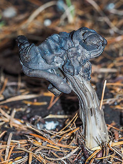 A Fluted Black Elfin Saddle? This Elfin Saddle is the largest I have seen at 12cm high. The scientific name is under discussion as some say it is now known as H. vespertina, the western North American species that grow under conifers. This one with others of its ilk were growing under a Grand Fir, Abies grandis.  Canada,Fall,Geotagged,Helvella lacunosa,Helvella vespertina,Slate grey saddle