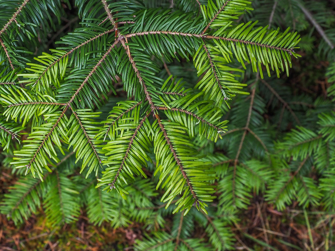 Horizontally Spreading Branches... ... with no needles on the upper surfaces of the branches. This conifer is a Grand Fir although some &ldquo;locals&rdquo; call it a Balsam Fir which in reality grow wild east of the Rockies.<br />
<br />
<figure class="photo"><a href="https://www.jungledragon.com/image/87470/slightly_notched_needles.html" title="Slightly Notched Needles..."><img src="https://s3.amazonaws.com/media.jungledragon.com/images/2839/87470_thumb.jpeg?AWSAccessKeyId=05GMT0V3GWVNE7GGM1R2&Expires=1767225610&Signature=Ts%2BNTO%2BDJNL4YRn0DmDka5g6iLk%3D" width="200" height="150" alt="Slightly Notched Needles... ... of Abies grandis. Abies grandis,Abies grandisGrand fir,Canada,Fall,Geotagged" /></a></figure><br />
<br />
The needles are slightly notched at the tip and the under side has two prominent white strips of stomata.<br />
<br />
<figure class="photo"><a href="https://www.jungledragon.com/image/87471/two_whitish_bands.html" title="Two Whitish Bands..."><img src="https://s3.amazonaws.com/media.jungledragon.com/images/2839/87471_thumb.jpeg?AWSAccessKeyId=05GMT0V3GWVNE7GGM1R2&Expires=1767225610&Signature=Z5QnWZPFjKiKeQcPHClkBWLucN8%3D" width="200" height="150" alt="Two Whitish Bands... ... of stomata on the needles&rsquo; underside. The terminal notches can also be recognized. Abies grandis,Abies grandisGrand fir,Canada,Fall,Geotagged" /></a></figure><br />
<br />
<br />
The young trunks have resin blisters that when broken exude a sticky sap that&rsquo;s hard to remove from clothes. (Experiential evidence)<br />
<figure class="photo"><a href="https://www.jungledragon.com/image/87472/resin_blisters.html" title="Resin Blisters..."><img src="https://s3.amazonaws.com/media.jungledragon.com/images/2839/87472_thumb.jpeg?AWSAccessKeyId=05GMT0V3GWVNE7GGM1R2&Expires=1767225610&Signature=Pod45VxxBEuZmeJg8gPtbkR52ok%3D" width="200" height="150" alt="Resin Blisters... ... on a young Grand Fir trunk. At this point the trunk is about 20cm in diameter.       Abies grandis,Abies grandisGrand fir,Canada,Fall,Geotagged" /></a></figure><br />
 Abies grandis,Abies grandisGrand fir,Canada,Fall,Geotagged