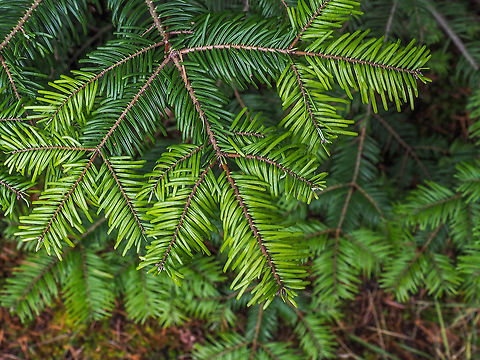 Horizontally Spreading Branches... ... with no needles on the upper surfaces of the branches. This conifer is a Grand Fir although some “locals” call it a Balsam Fir which in reality grow wild east of the Rockies.

https://www.jungledragon.com/image/87470/slightly_notched_needles.html

The needles are slightly notched at the tip and the under side has two prominent white strips of stomata.

https://www.jungledragon.com/image/87471/two_whitish_bands.html


The young trunks have resin blisters that when broken exude a sticky sap that’s hard to remove from clothes. (Experiential evidence)
https://www.jungledragon.com/image/87472/resin_blisters.html
 Abies grandis,Abies grandisGrand fir,Canada,Fall,Geotagged