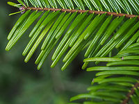 Slightly Notched Needles... ... of Abies grandis. Abies grandis,Abies grandisGrand fir,Canada,Fall,Geotagged