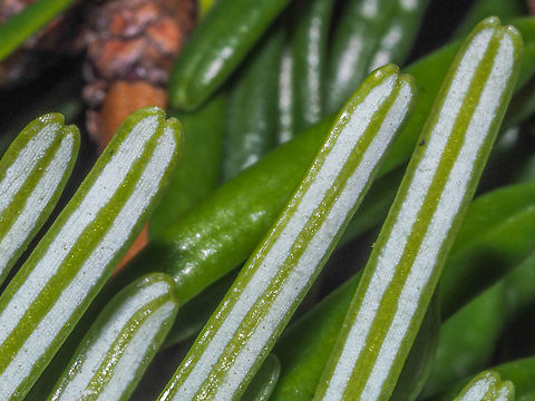Two Whitish Bands... ... of stomata on the needles’ underside. The terminal notches can also be recognized. Abies grandis,Abies grandisGrand fir,Canada,Fall,Geotagged