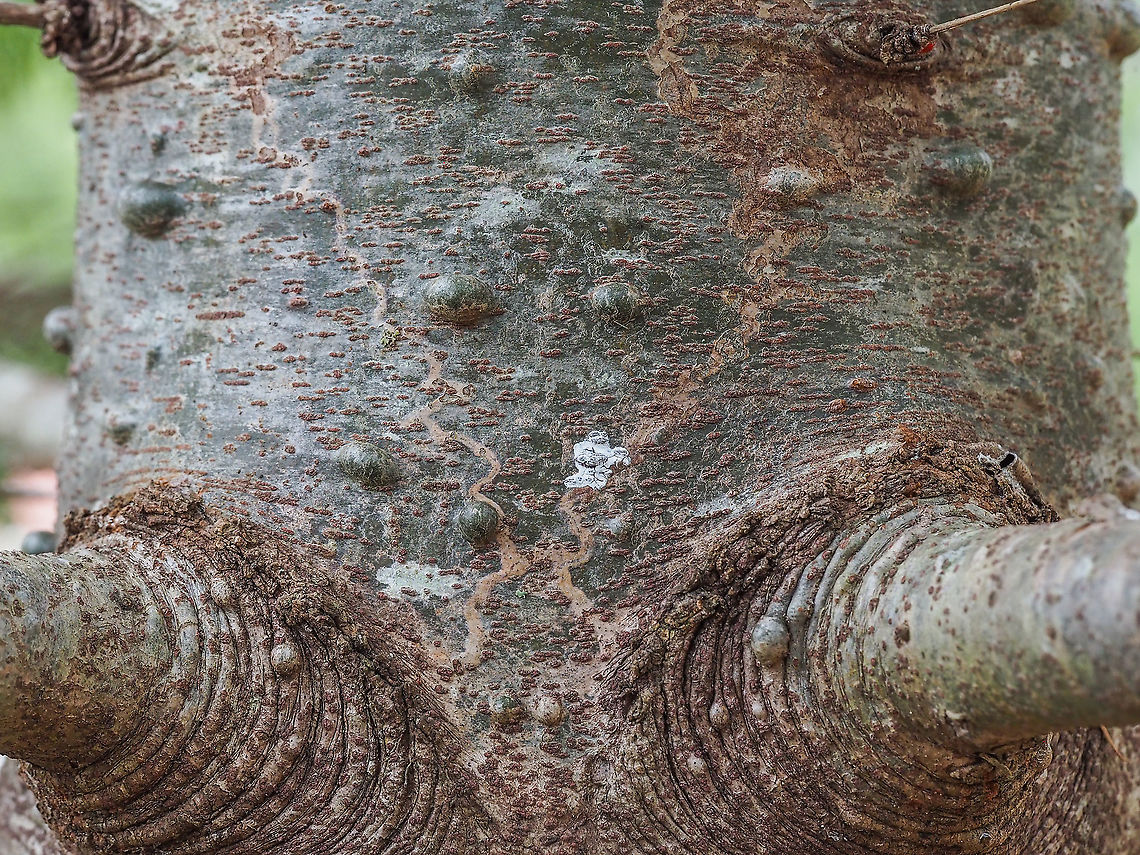 Resin Blisters... ... on a young Grand Fir trunk. At this point the trunk is about 20cm in diameter.       Abies grandis,Abies grandisGrand fir,Canada,Fall,Geotagged