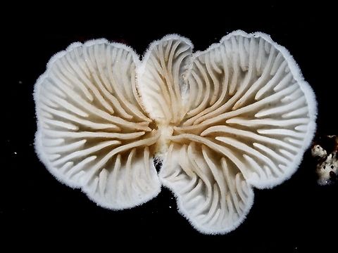 A Little White Crep, Crepidotus epibryus. This little fellow, about 8mm across, was growing with others on the side of a rotting branch. I was impressed with the symmetry when viewed from the underside. Canada,Crepidotus epibryus,Fall,Geotagged,Grass Oysterling,Little White Crep