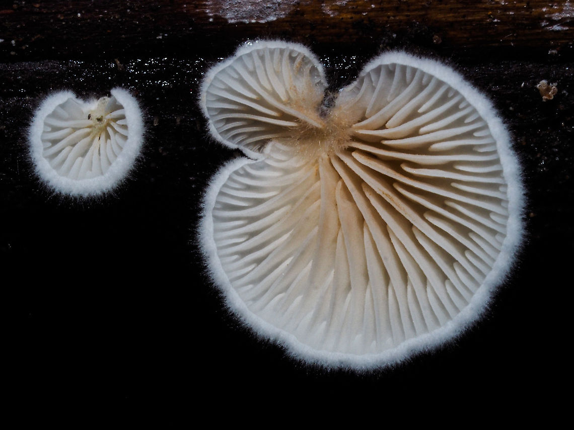 Common Split Gills or Little White Crep? Schizophyllum commune or Crepidotus epibryus? Canada,Crepidotus epibryus,Fall,Geotagged,Grass Oysterling