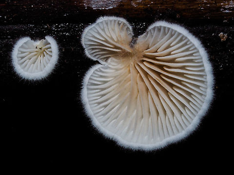 Common Split Gills or Little White Crep? Schizophyllum commune or Crepidotus epibryus? Canada,Crepidotus epibryus,Fall,Geotagged,Grass Oysterling