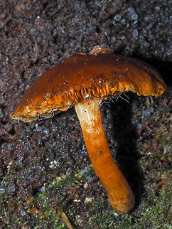 Party Time! Sometimes when you take a photo in a dark place with the flash you don’t know what is really there till later. Sorry, no IDs this time. Canada,Fall,Geotagged