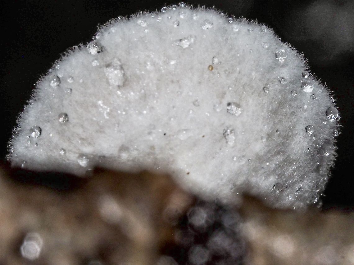 A Pileus! A pileus or cap of a Little White Crep, Crepidotus epibryus. Canada,Crepidotus epibryus,Fall,Geotagged,Grass Oysterling,Little White Crep