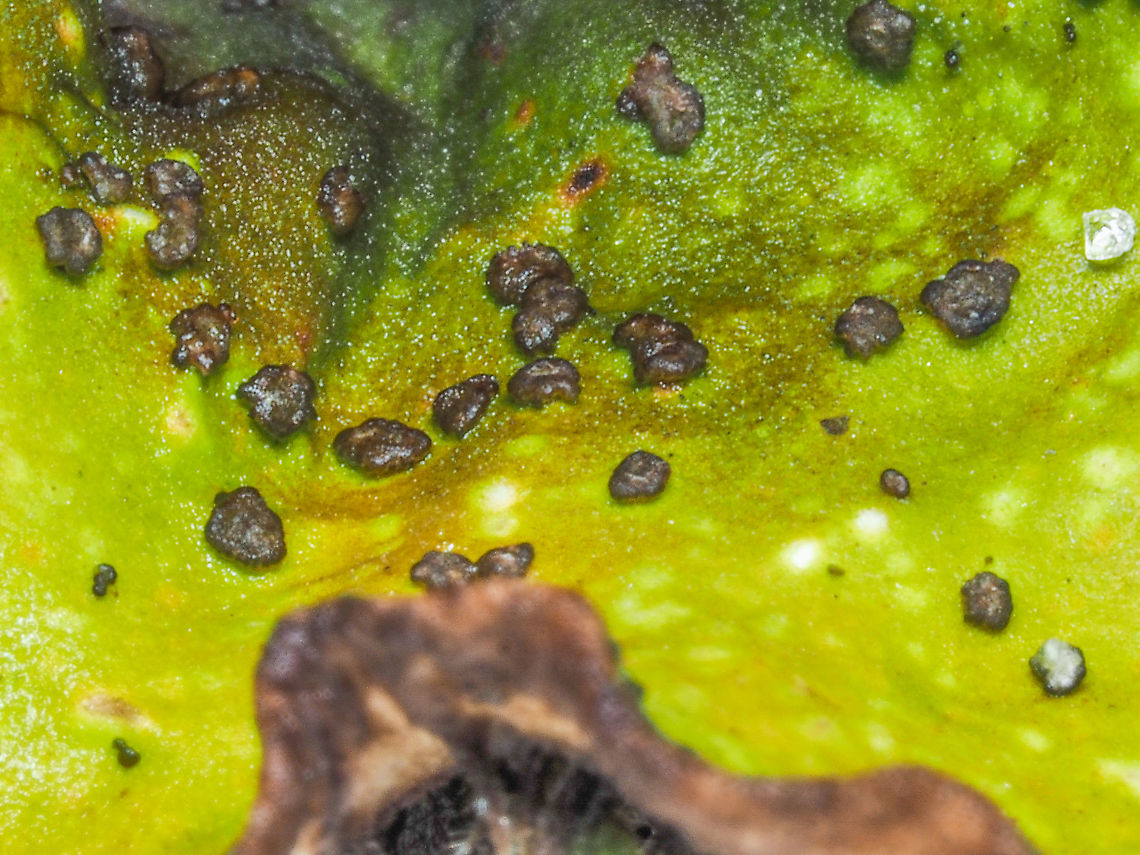 The Peltate Cephalodia... ... of Peltigera britannica.   Canada,Fall,Geotagged,Peltigera britannica