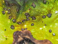 The Peltate Cephalodia... ... of Peltigera britannica.   Canada,Fall,Geotagged,Peltigera britannica