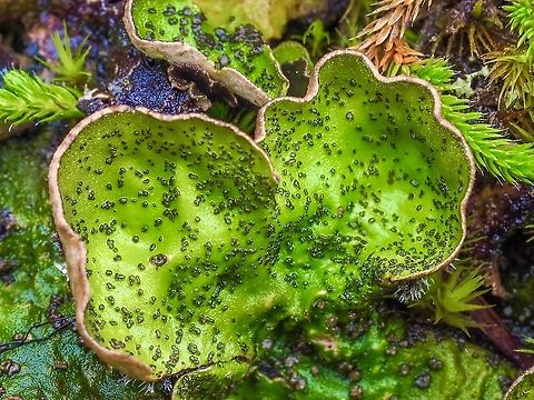 Flaky Freckled Pelt Lichen A closer look at Peltigera britannica’s thallus.     Canada,Fall,Geotagged,Peltigera britannica
