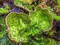 Flaky Freckled Pelt Lichen A closer look at Peltigera britannica’s thallus.     Canada,Fall,Geotagged,Peltigera britannica