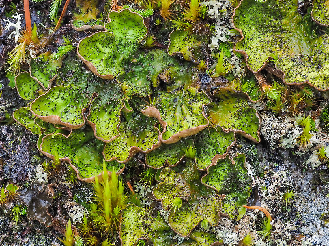 The Lichen Peltigera britannica Shown growing on a moss covered rock three steps from our back door. Usually lumped in with P. aphthosa this lichen is differentiated by its peltate cephalodia.<br />
 <figure class="photo"><a href="https://www.jungledragon.com/image/87754/the_peltate_cephalodia.html" title="The Peltate Cephalodia..."><img src="https://s3.amazonaws.com/media.jungledragon.com/images/2839/87754_thumb.jpeg?AWSAccessKeyId=05GMT0V3GWVNE7GGM1R2&Expires=1769040010&Signature=NNtpnA2UZO5rEpjxN5XvIVQRK9U%3D" width="200" height="152" alt="The Peltate Cephalodia... ... of Peltigera britannica.   Canada,Fall,Geotagged,Peltigera britannica" /></a></figure><br />
The cephalodia of P. aphthosa are tightly appressed as mentioned in &ldquo;Macrolichens of the Pacific Northwest, Second Edition&rdquo;. One of the common names, Flaky Freckled Pelt Lichen, is due to the many secondary photobiont containing cephalodia.<br />
<figure class="photo"><a href="https://www.jungledragon.com/image/87755/flaky_freckled_pelt_lichen.html" title="Flaky Freckled Pelt Lichen"><img src="https://s3.amazonaws.com/media.jungledragon.com/images/2839/87755_thumb.jpeg?AWSAccessKeyId=05GMT0V3GWVNE7GGM1R2&Expires=1769040010&Signature=JpRxgQXLW0gPn%2BR5CQc%2BoGAWT4Q%3D" width="200" height="152" alt="Flaky Freckled Pelt Lichen A closer look at Peltigera britannica&rsquo;s thallus.     Canada,Fall,Geotagged,Peltigera britannica" /></a></figure><br />
Although published in 1995 this article is a fine reference.<br />
<br />
<a href="http://www.friendsofkootenay.ca/sites/default/files/Goward" rel="nofollow">http://www.friendsofkootenay.ca/sites/default/files/Goward</a> et al 1995.pdf<br />
<br />
<br />
<br />
 Canada,Fall,Geotagged,Peltigera britannica