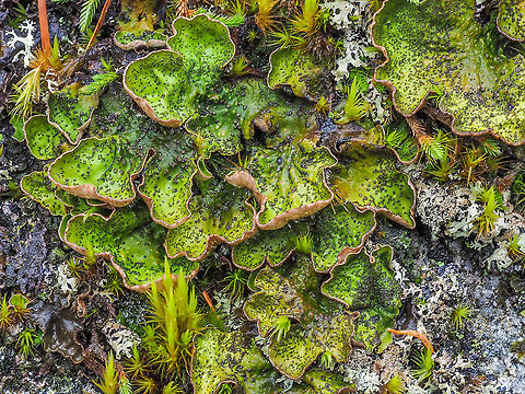 The Lichen Peltigera britannica Shown growing on a moss covered rock three steps from our back door. Usually lumped in with P. aphthosa this lichen is differentiated by its peltate cephalodia.
 https://www.jungledragon.com/image/87754/the_peltate_cephalodia.html
The cephalodia of P. aphthosa are tightly appressed as mentioned in &ldquo;Macrolichens of the Pacific Northwest, Second Edition&rdquo;. One of the common names, Flaky Freckled Pelt Lichen, is due to the many secondary photobiont containing cephalodia.
https://www.jungledragon.com/image/87755/flaky_freckled_pelt_lichen.html
Although published in 1995 this article is a fine reference.

http://www.friendsofkootenay.ca/sites/default/files/Goward et al 1995.pdf



 Canada,Fall,Geotagged,Peltigera britannica