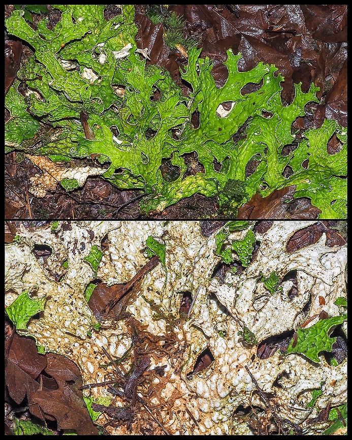 The Top and the Bottom of Lobaria pulmonaria, Lungwort. In our area the only time we see this lichen is after a strong wind. The lichen grows somewhat epiphytically on Largeleaf Maples in our mature forests. The Pacific Sideband snail feeds on this lichen and in the spring sometimes gets blown off the maple trees along with the lichen. The soredia appear as white balls on the ridges and the apothecia appear as brown saucers on the edges of the thallus.<br />
<figure class="photo"><a href="https://www.jungledragon.com/image/87780/soredia_and_apothecia.html" title="Soredia and Apothecia..."><img src="https://s3.amazonaws.com/media.jungledragon.com/images/2839/87780_thumb.jpeg?AWSAccessKeyId=05GMT0V3GWVNE7GGM1R2&Expires=1759968010&Signature=gu%2FPsS667K5BdciHrYya1TuPj5Y%3D" width="122" height="152" alt="Soredia and Apothecia... ... of Lobaria pulmonaria. Canada,Geotagged,Lobaria pulmonaria,Tree lungwort" /></a></figure><br />
 Canada,Geotagged,Lobaria pulmonaria,Tree lungwort