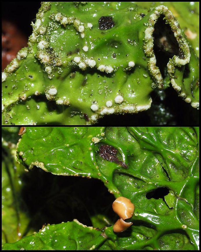 Soredia and Apothecia... ... of Lobaria pulmonaria. Canada,Geotagged,Lobaria pulmonaria,Tree lungwort