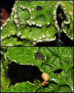 Soredia and Apothecia... ... of Lobaria pulmonaria. Canada,Geotagged,Lobaria pulmonaria,Tree lungwort