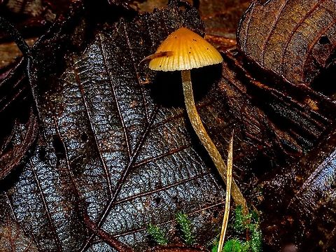 Hairy Leg Bell or Moss Bell Other names for Galerina vittiformis. Photographed with flash on a mixed forest floor with fallen leaves and moss. Canada,Fall,Galerina vittiformis,Geotagged