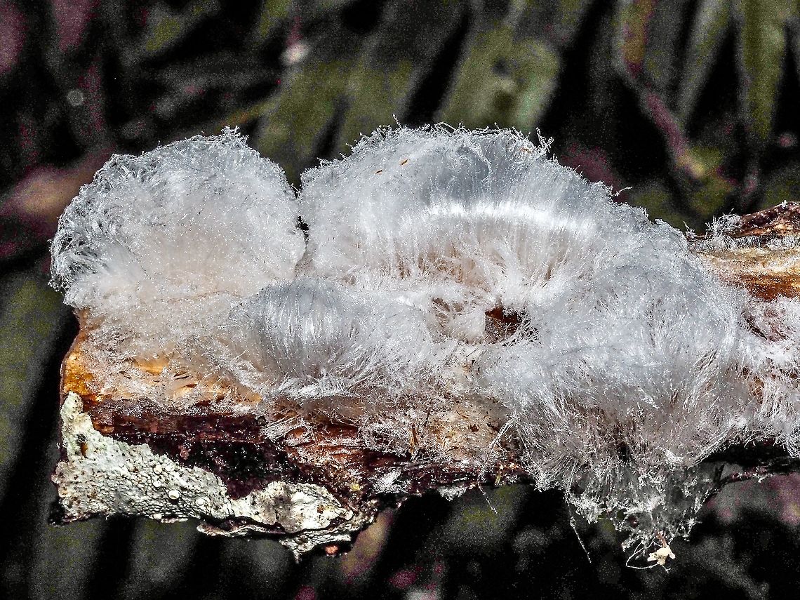 Hair Ice! This ice is formed with in dead deciduous wood and extruded into the open air. The process needs, humid air, below freezing temperatures and, just recently discovered, the fungus, Exidiopsis effusa! The fungus also produces a recrystallisation inhibitor that stabilizes the 0.01mm hairs. <br />
<a href="https://en.wikipedia.org/wiki/Hair_ice" rel="nofollow">https://en.wikipedia.org/wiki/Hair_ice</a><br />
 Canada,Fall,Geotagged,Natural events