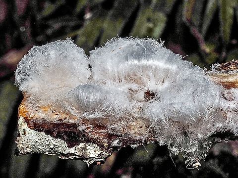 Hair Ice! This ice is formed with in dead deciduous wood and extruded into the open air. The process needs, humid air, below freezing temperatures and, just recently discovered, the fungus, Exidiopsis effusa! The fungus also produces a recrystallisation inhibitor that stabilizes the 0.01mm hairs. 
https://en.wikipedia.org/wiki/Hair_ice
 Canada,Fall,Geotagged,Natural events