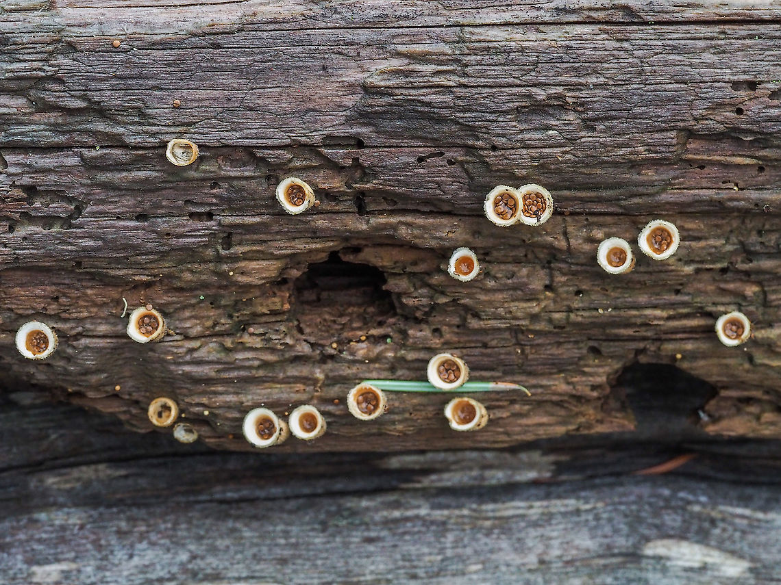 Wooly Bird’s Nests These fungi are still surviving perhaps due to our, so far, mild winter.<br />
<figure class="photo"><a href="https://www.jungledragon.com/image/88215/a_closer_look.html" title="A Closer Look..."><img src="https://s3.amazonaws.com/media.jungledragon.com/images/2839/88215_thumb.jpeg?AWSAccessKeyId=05GMT0V3GWVNE7GGM1R2&Expires=1763596810&Signature=myZNYALcVqBg4lE1%2FwPsL9UFA84%3D" width="200" height="150" alt="A Closer Look... ... at the Bird&rsquo;s Nest Fungi, Nidula niveotomentosa.      Canada,Geotagged,Nidula niveotomentosa,Winter,Wooly Bird&rsquo;s Nest Fungi" /></a></figure><br />
<br />
<figure class="photo"><a href="https://www.jungledragon.com/image/88216/periodioles.html" title="Periodioles..."><img src="https://s3.amazonaws.com/media.jungledragon.com/images/2839/88216_thumb.jpeg?AWSAccessKeyId=05GMT0V3GWVNE7GGM1R2&Expires=1763596810&Signature=RJECAmB978LLK6O8O07RqS5ELKQ%3D" width="200" height="150" alt="Periodioles... ... of Nidula niveotomentosa. The &ldquo;eggs&rdquo; in the nest.    Canada,Geotagged,Nidula niveotomentosa,Winter,Wooly Bird&rsquo;s Nest Fungi" /></a></figure><br />
<br />
<figure class="photo"><a href="https://www.jungledragon.com/image/88217/a_young_un.html" title="A Young &lsquo;un!"><img src="https://s3.amazonaws.com/media.jungledragon.com/images/2839/88217_thumb.jpeg?AWSAccessKeyId=05GMT0V3GWVNE7GGM1R2&Expires=1763596810&Signature=Sz916ioJ9yMf1sKjSqQvcoZyz6I%3D" width="114" height="152" alt="A Young &lsquo;un! A unopened Wooly Bird&rsquo;s Nest fungus.    Canada,Geotagged,Nidula niveotomentosa,Winter,Wooly Bird&rsquo;s Nest Fungi" /></a></figure><br />
<br />
 Canada,Geotagged,Nidula niveotomentosa,Winter,Wooly Bird’s Nest Fungi