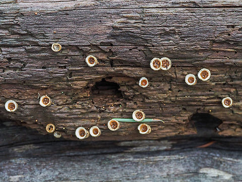Wooly Bird’s Nests These fungi are still surviving perhaps due to our, so far, mild winter.
https://www.jungledragon.com/image/88215/a_closer_look.html

https://www.jungledragon.com/image/88216/periodioles.html

https://www.jungledragon.com/image/88217/a_young_un.html

 Canada,Geotagged,Nidula niveotomentosa,Winter,Wooly Bird’s Nest Fungi