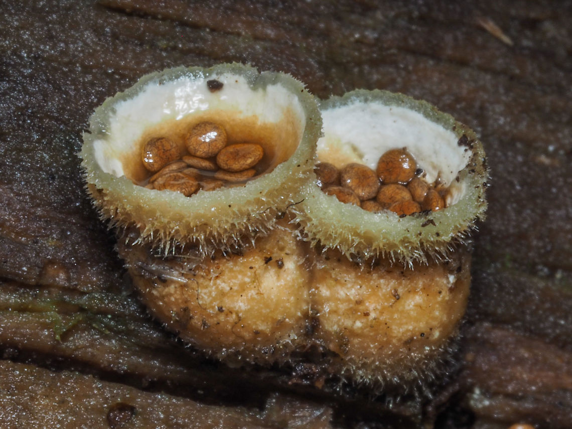 A Closer Look... ... at the Bird&rsquo;s Nest Fungi, Nidula niveotomentosa.      Canada,Geotagged,Nidula niveotomentosa,Winter,Wooly Bird’s Nest Fungi