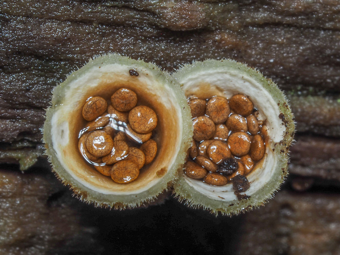 Periodioles... ... of Nidula niveotomentosa. The &ldquo;eggs&rdquo; in the nest.    Canada,Geotagged,Nidula niveotomentosa,Winter,Wooly Bird’s Nest Fungi