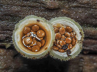 Periodioles... ... of Nidula niveotomentosa. The “eggs” in the nest.    Canada,Geotagged,Nidula niveotomentosa,Winter,Wooly Bird’s Nest Fungi
