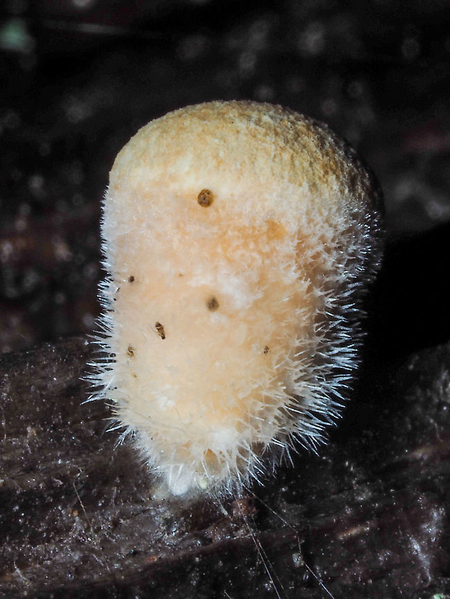 A Young ‘un! A unopened Wooly Bird&rsquo;s Nest fungus.    Canada,Geotagged,Nidula niveotomentosa,Winter,Wooly Bird’s Nest Fungi