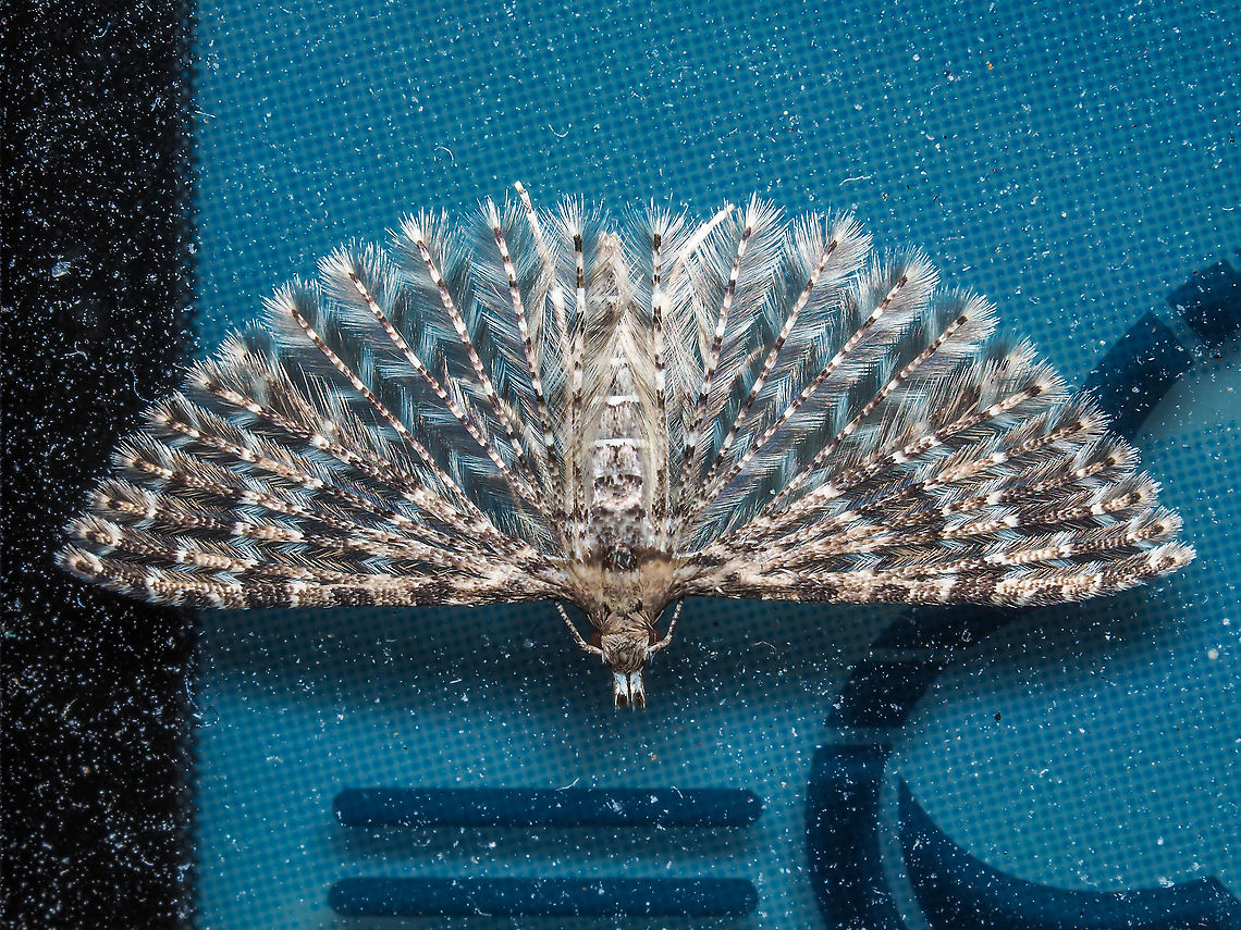 A Six Plume Moth This tiny, ~12mm wingspan, moth also has the common name of the Montana Six Plume moth. The larva feed on species of Lonicera of which there are native and introduced plants nearby. This Alucita montana was found resting on my weather station screen. I initially thought it was part of a new and unusual &ldquo;icon&rdquo;!<br />
<figure class="photo"><a href="https://www.jungledragon.com/image/88311/alucita_montana.html" title="Alucita montana"><img src="https://s3.amazonaws.com/media.jungledragon.com/images/2839/88311_thumb.jpeg?AWSAccessKeyId=05GMT0V3GWVNE7GGM1R2&Expires=1759968010&Signature=ljNgqfsSFfXV9KjCps5%2FqlHmaZ0%3D" width="200" height="150" alt="Alucita montana A Six Plume Moth sitting on my weather monitor.  Alucita montana,Canada,Geotagged,Winter" /></a></figure> Alucita montana,Canada,Geotagged,Winter