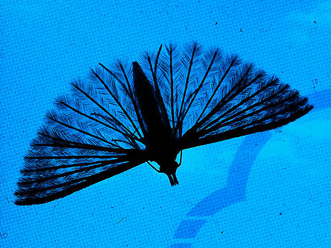 Alucita montana A Six Plume Moth sitting on my weather monitor.  Alucita montana,Canada,Geotagged,Winter