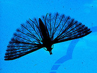 Alucita montana A Six Plume Moth sitting on my weather monitor. Alucita montana,Canada,Geotagged,Winter