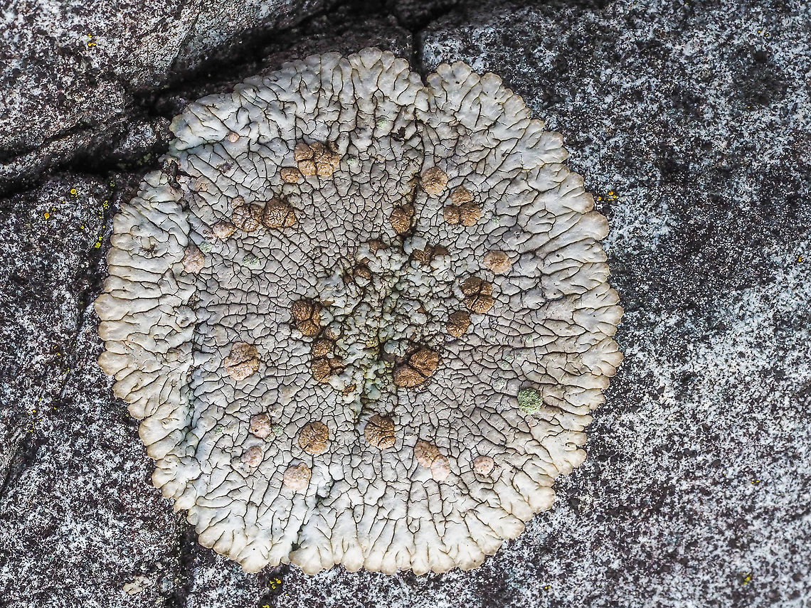 An Example of Xanthoparmelia cumberlandia? Shingled Rock Shield Lichen, Questionable Rock Frog Lichen, Cumberland Rock Shield Lichen, Xanthoparmelia cumberlandia... take your pick. I am going out on a limb on this one. <br />
<br />
E-Flora BC Atlas says, &ldquo; Xanthoparmelia is taxonomically the most difficult of the genera previously united within Parmelia. Reliable identification of many species depends on a knowledge of the chemical substances they contain. Though this is most reliably attained through use of thin-layer chromatography, the chemistry of the B.C. Species can usually be surmised from the medullary reaction with K.&rdquo; <br />
<br />
 This example is a smaller, 4cm in diameter, and younger one compared to older specimens.<br />
<figure class="photo"><a href="https://www.jungledragon.com/image/88553/xanthoparmelia_cumberlandia_questionable_rock_frog_lichen.html" title="Xanthoparmelia cumberlandia, Questionable Rock Frog Lichen?"><img src="https://s3.amazonaws.com/media.jungledragon.com/images/2839/88553_thumb.jpeg?AWSAccessKeyId=05GMT0V3GWVNE7GGM1R2&Expires=1759968010&Signature=e6EjESqcjnEAaPqX2WqezUBryHE%3D" width="200" height="152" alt="Xanthoparmelia cumberlandia, Questionable Rock Frog Lichen? A more mature specimen. Canada,Geotagged,Questionable Rock Frog Lichen,Winter,Xanthoparmelia cumberlandia" /></a></figure> Canada,Geotagged,Questionable Rock Frog Lichen,Shingled Rock Shield Lichen,Winter,Xanthoparmelia cumberlandia