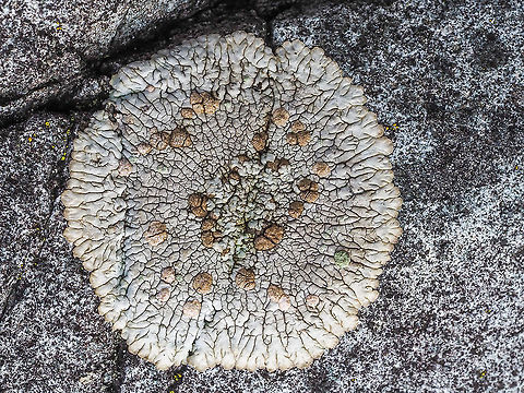 An Example of Xanthoparmelia cumberlandia? Shingled Rock Shield Lichen, Questionable Rock Frog Lichen, Cumberland Rock Shield Lichen, Xanthoparmelia cumberlandia... take your pick. I am going out on a limb on this one. 

E-Flora BC Atlas says, “ Xanthoparmelia is taxonomically the most difficult of the genera previously united within Parmelia. Reliable identification of many species depends on a knowledge of the chemical substances they contain. Though this is most reliably attained through use of thin-layer chromatography, the chemistry of the B.C. Species can usually be surmised from the medullary reaction with K.” 

 This example is a smaller, 4cm in diameter, and younger one compared to older specimens.
https://www.jungledragon.com/image/88553/xanthoparmelia_cumberlandia_questionable_rock_frog_lichen.html Canada,Geotagged,Questionable Rock Frog Lichen,Shingled Rock Shield Lichen,Winter,Xanthoparmelia cumberlandia