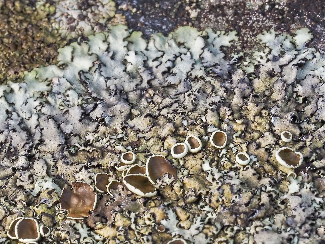 Xanthoparmelia cumberlandia, Questionable Rock Frog Lichen? A more mature specimen. Canada,Geotagged,Questionable Rock Frog Lichen,Winter,Xanthoparmelia cumberlandia