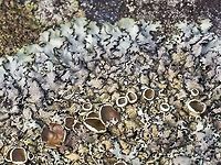Xanthoparmelia cumberlandia, Questionable Rock Frog Lichen? A more mature specimen. Canada,Geotagged,Questionable Rock Frog Lichen,Winter,Xanthoparmelia cumberlandia