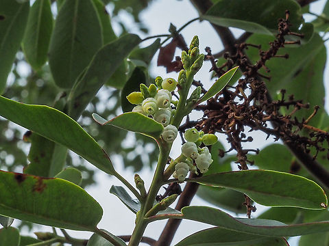 Optimism? Walking in the yard I noticed some white flecks on the ground. It had been very windy, looking more closely I realized they were blossoms from the Arbutus (Madrona) tree. We have had a, so far, mild winter. Last year’s blackened fruit still remains.   Arbutus menziesii,Canada,Geotagged,Pacific Madrona,Winter