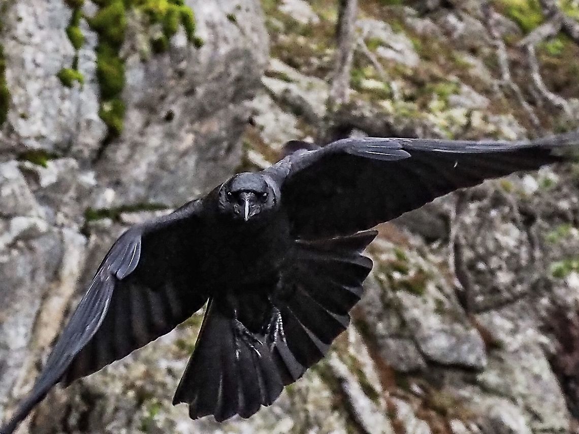 Coming In For A Landing. My friend, part of a local murder, is checking to see if I am far enough away from the peanut he is eyeing to make a safe landing. <br />
On the leading edge of the wing you can see a group of small feathers called the alula. Recent, 2015, studies using digital particle image velocimetry have determined that the alula causes a streamwise vortex increasing the lift force while enhancing the manoeuvrability when landing or flying at high angles of attack. The alula acts very similar to the leading edge slat of an airplane.     <br />
<a href="https://www.nature.com/articles/srep09914" rel="nofollow">https://www.nature.com/articles/srep09914</a> Canada,Corvus caurinus,Geotagged,Northwestern crow,Winter